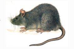 rat d'égout