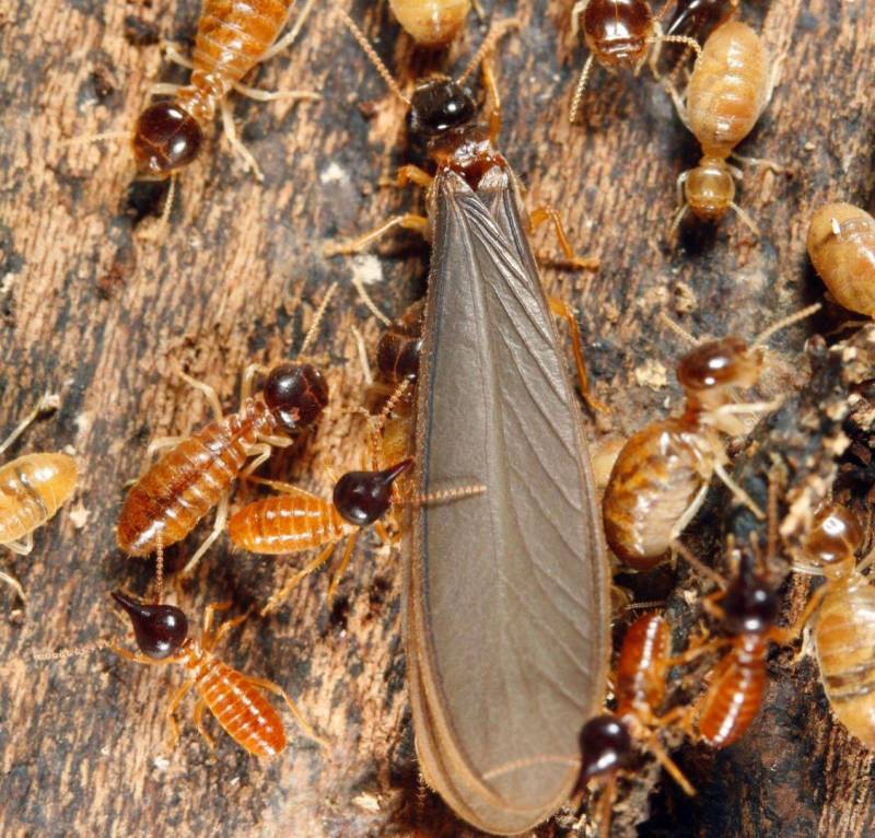 Tarif traitement contre les termites dans une maison à Talence