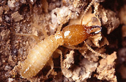 Traitement termites à Floirac