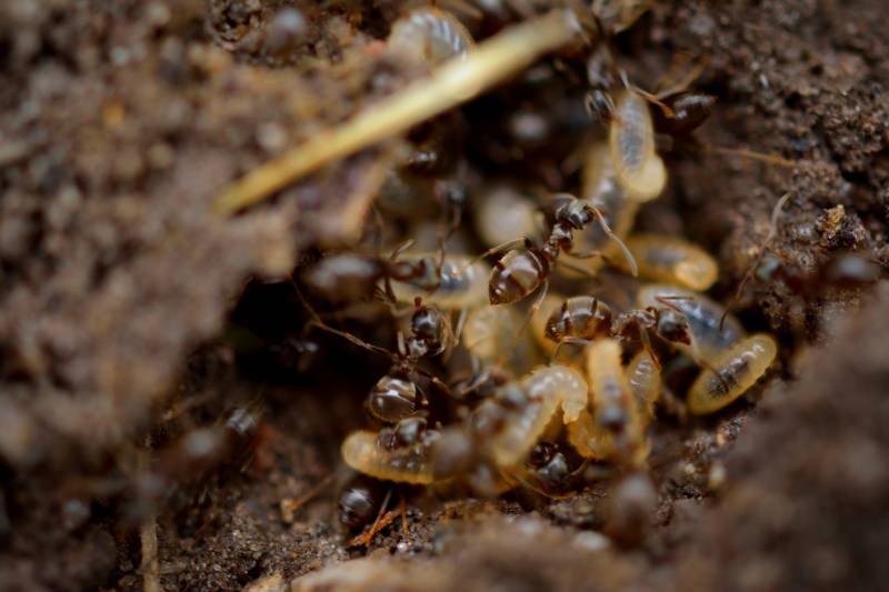 Eliminer des termites dans une maison à Créon