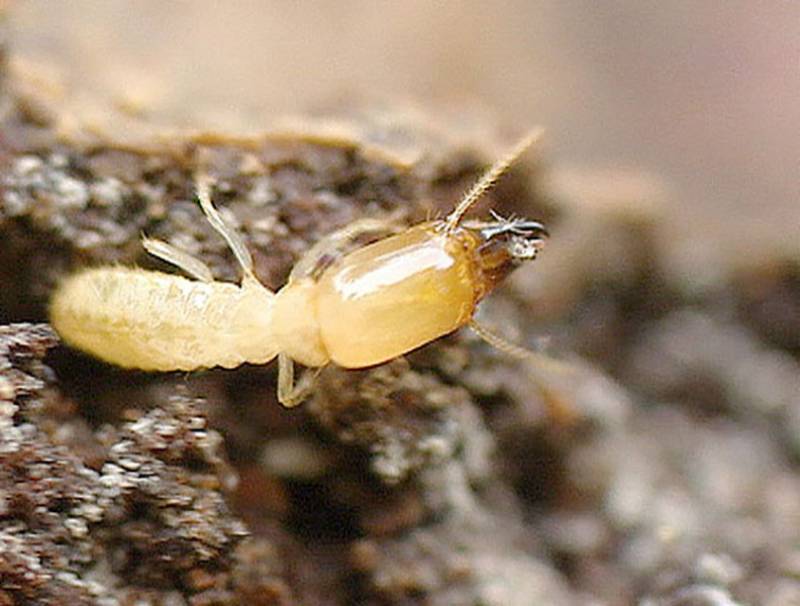 Traitement pour combattre les termites sur le Bassin d'Arcachon