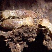 traitement termites dans le médoc