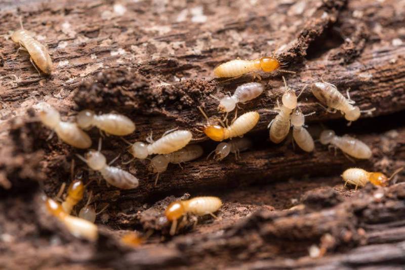 Traitement des termites par piège secteur de Bordeaux 